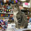 Bow Down To Bodega Cats On International Cat Day
